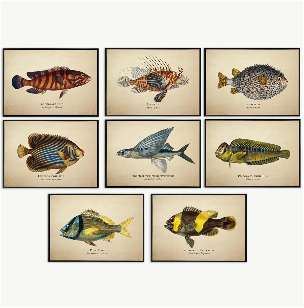 Marine Life Aquariums - ヴィンテージ写真 熱帯魚 クラゲ 貝殻 海洋生物 抽象芸術