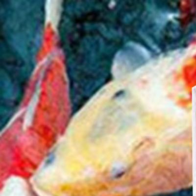 Marine Aquarium Hydrometer - 塩分計 海水養殖テスター 0-43%測定範囲 アクリル比重計 海水水槽用 水密度測定器