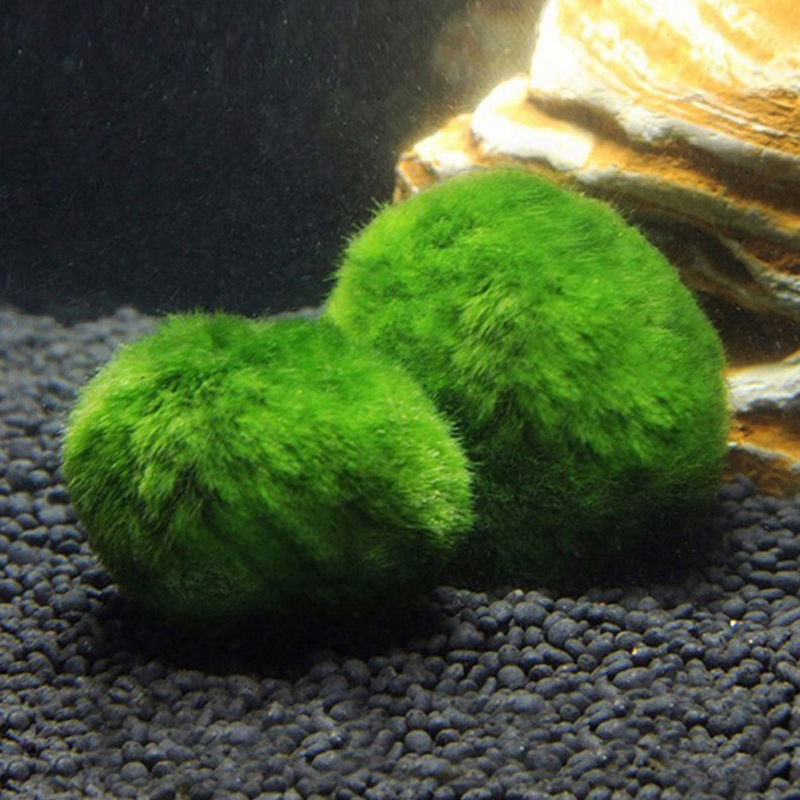 マリモモスボール 生きた水槽植物 藻類 魚 エビ 水槽飾り  - Marine Aquarium Live のレビューと価格